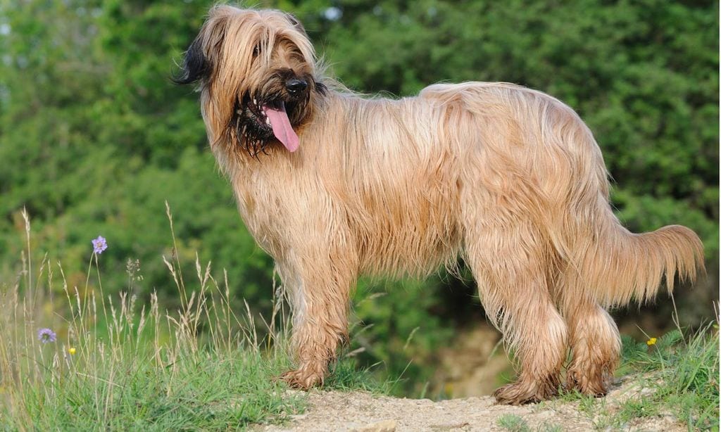 es un briard una buena mascota