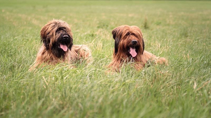 es un briard una buena mascota