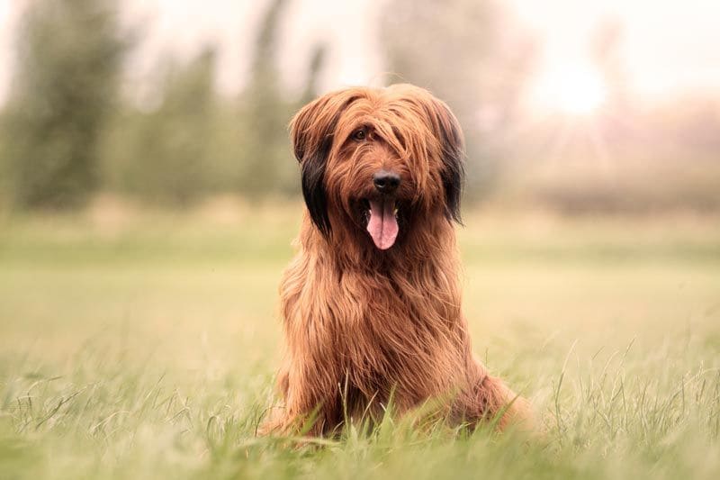 es un briard una buena mascota