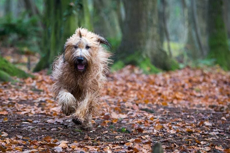 es un briard una buena mascota