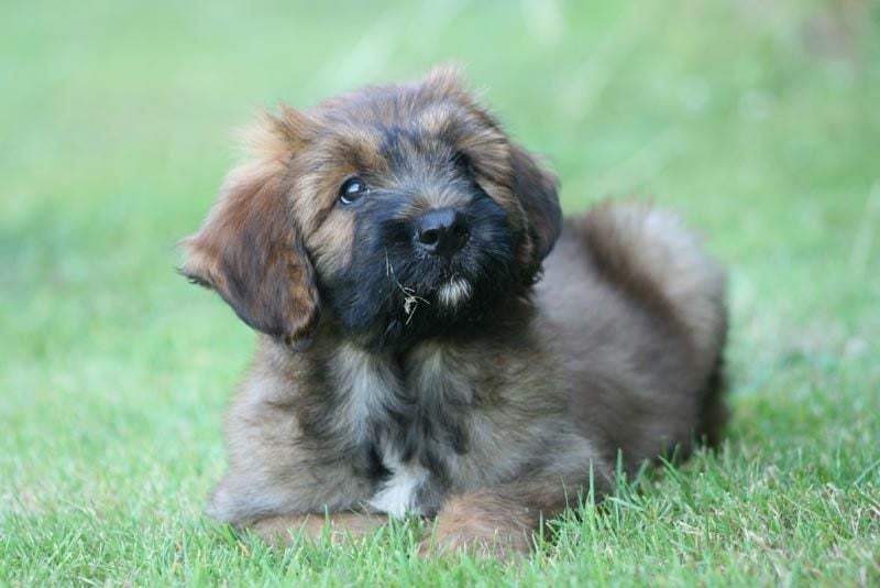 es un briard una buena mascota