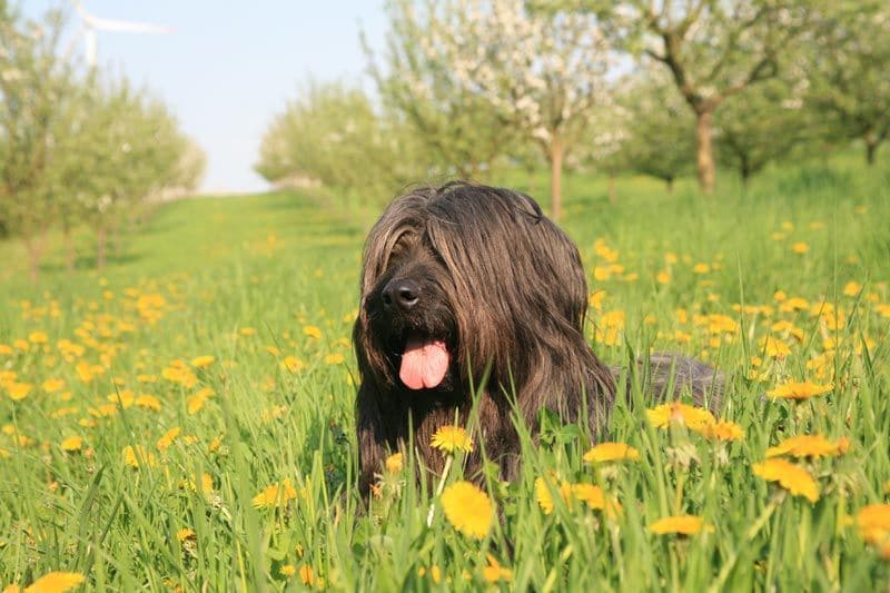 es un briard una buena mascota