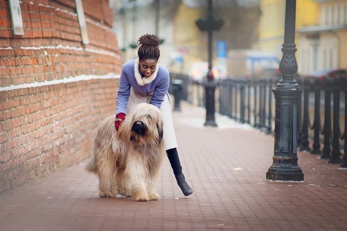 es un briard una buena mascota