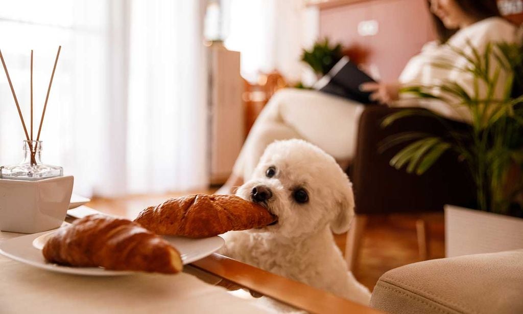 como hago para que mi perro deje de estar celoso el uno del otro