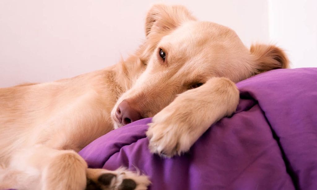 puede la nueva comida para perros causar vómitos