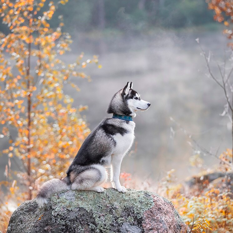 un perro que parece lobo