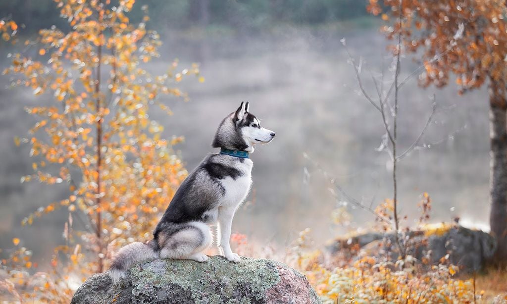 son perros lobo huskies