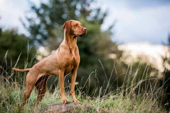 cuanto cuesta un perro vizsla