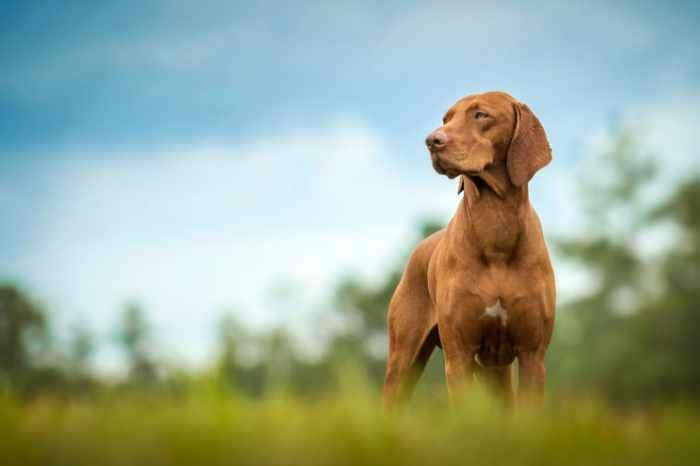 cuanto cuesta un perro vizsla