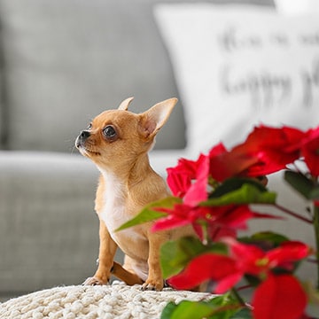 son las agujas de pino venenosas para los perros