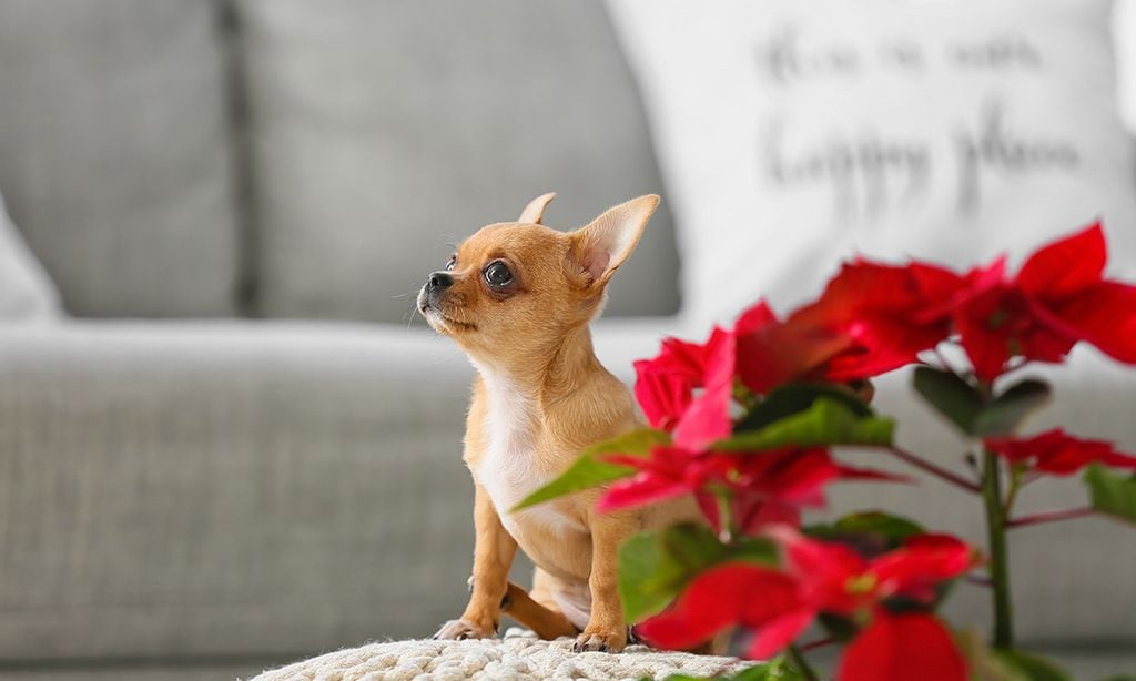 31 plantas muy tóxicas para tu perro