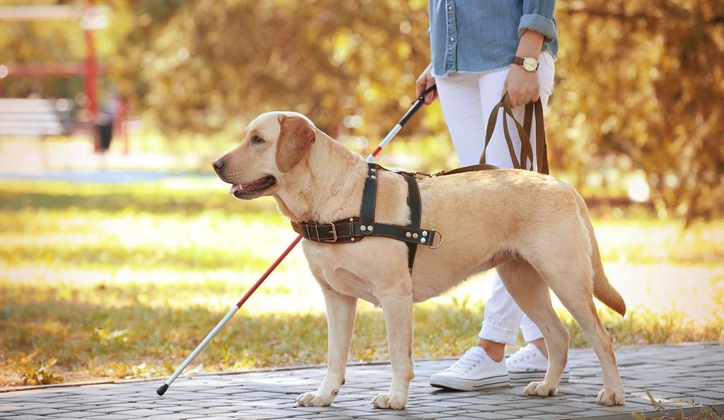 mujer con perro guía