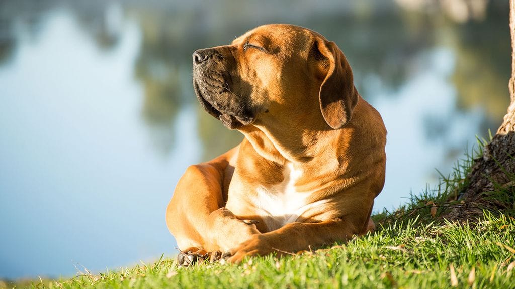 Cuando el sol calienta, ¡protege también a tu mascota!