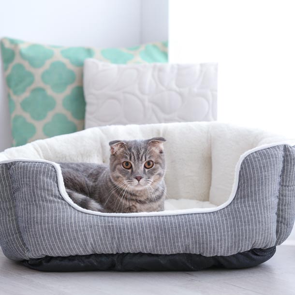 Consejos útiles para elegir la cama de tu mascota