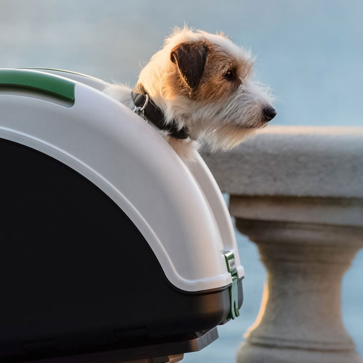 Perro pequeño en transportín