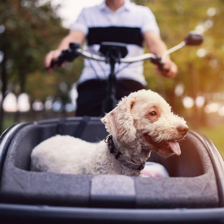 Un perro en un remolque de bici