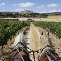 Un viaje en busca del oro líquido de la Ribera del Duero