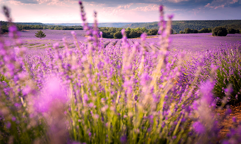 Festival-Lavanda-2017