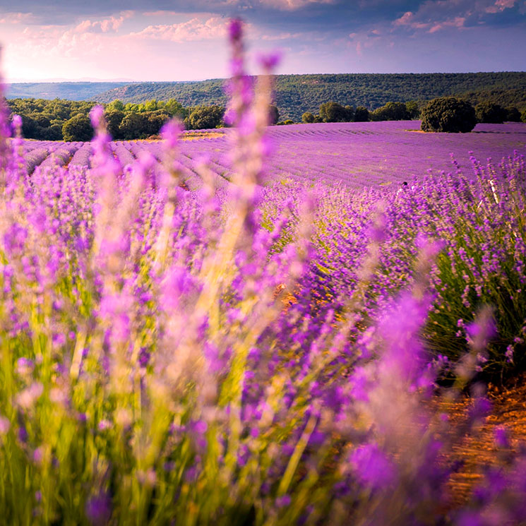 No es la Provenza, son los campos de lavanda de Brihuega