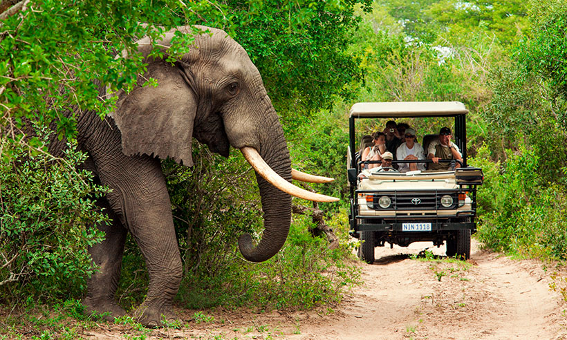 Cinco Destinos Para Disfrutar De Un Autentico Safari En Sudafrica
