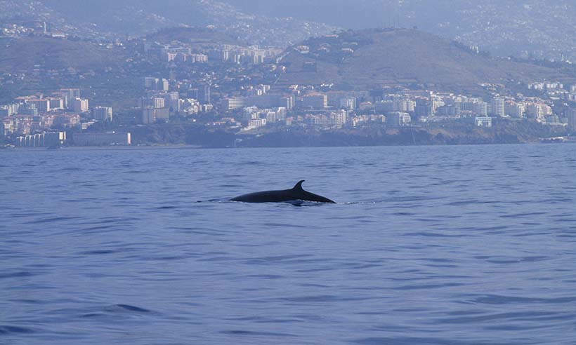 Cetaceos-Madeira-Dolphins_t