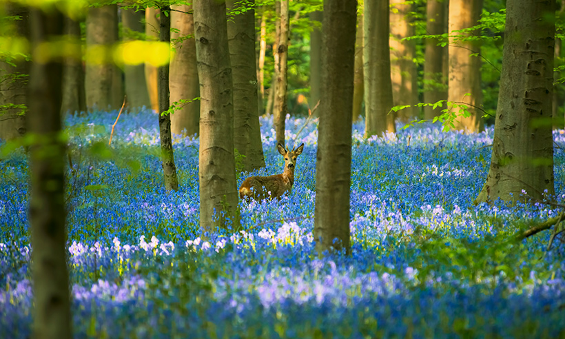 Descubre el increíble parque Hallerbos en Bélgica