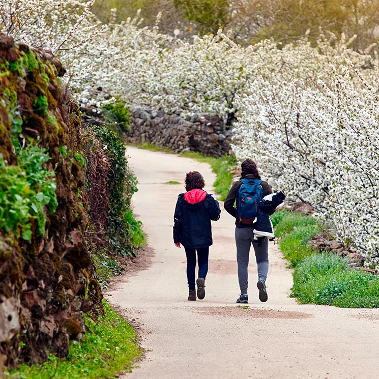 Guía práctica para disfrutar al máximo de la floración del Valle del Jerte