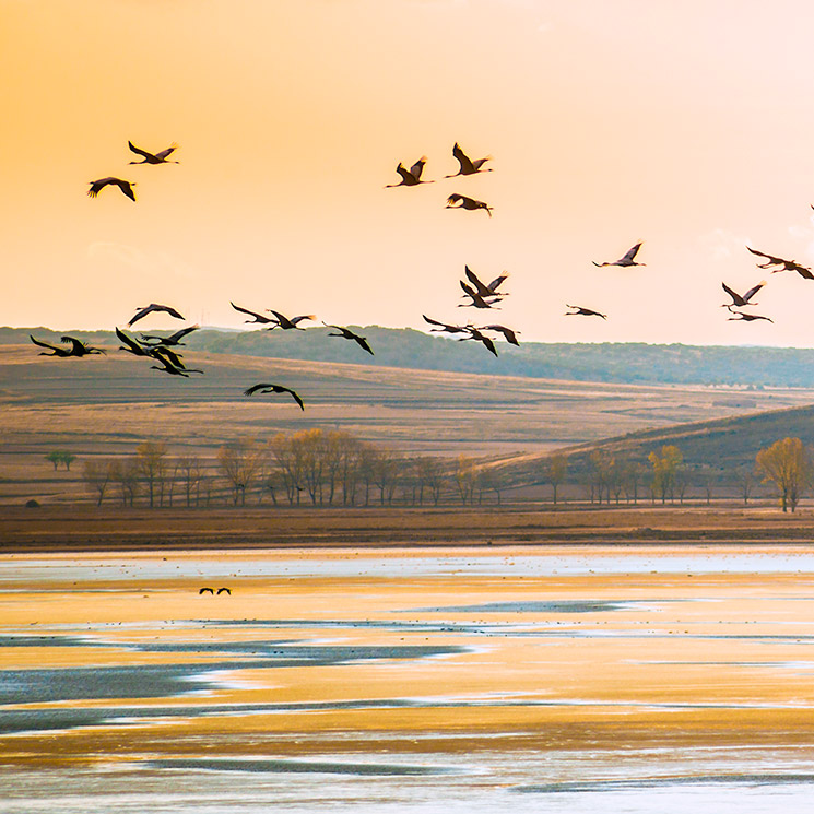 Bienvenidas grullas, comienza el espectáculo en la laguna de Gallocanta