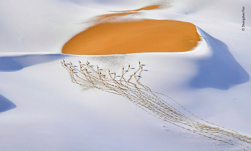 Shangzhen-Fan---Wildlife-Photographer-of-the-Year