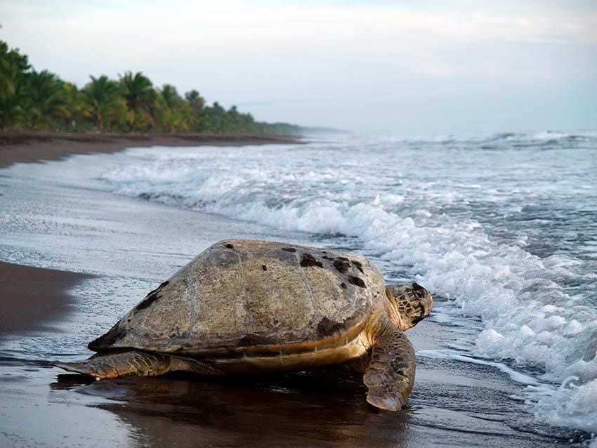 Tortuguero El Reino Caribeno De Las Tortugas En Costa Rica Foto 1