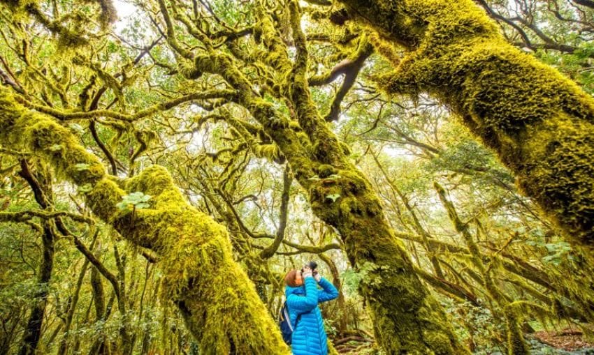 Bosques de laurisilva en isla de La Gomera