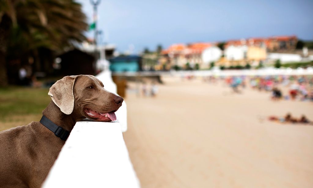 que playas permiten perros en carolina del norte