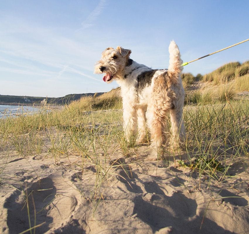 que playas permiten perros en carolina del norte