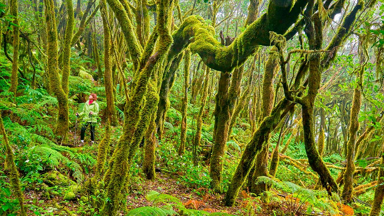 Los bosques más bellos del mundo: naturaleza extraordinaria