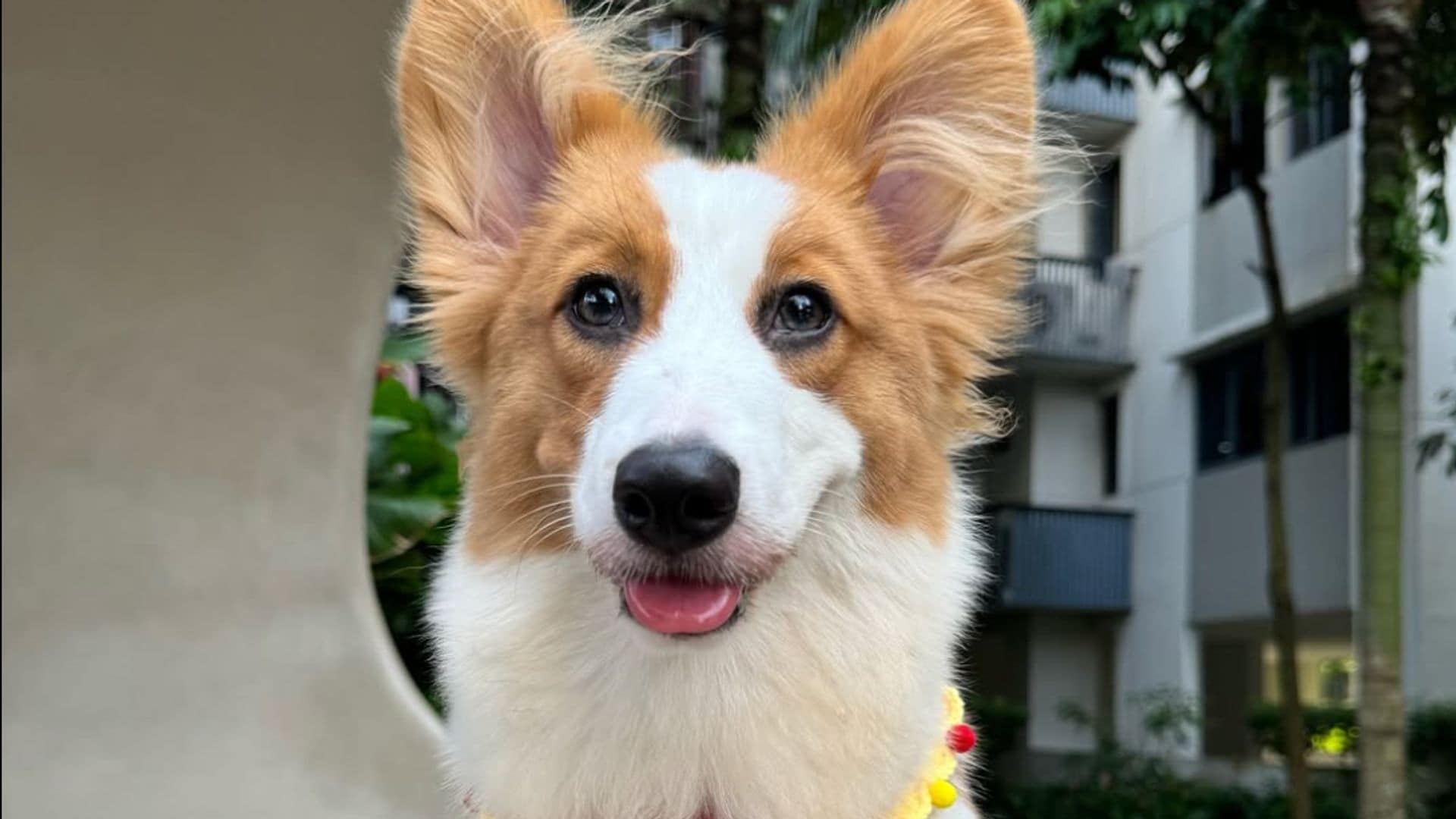 Pet of the week: This adorable corgi went swimming and things didn't go as planned