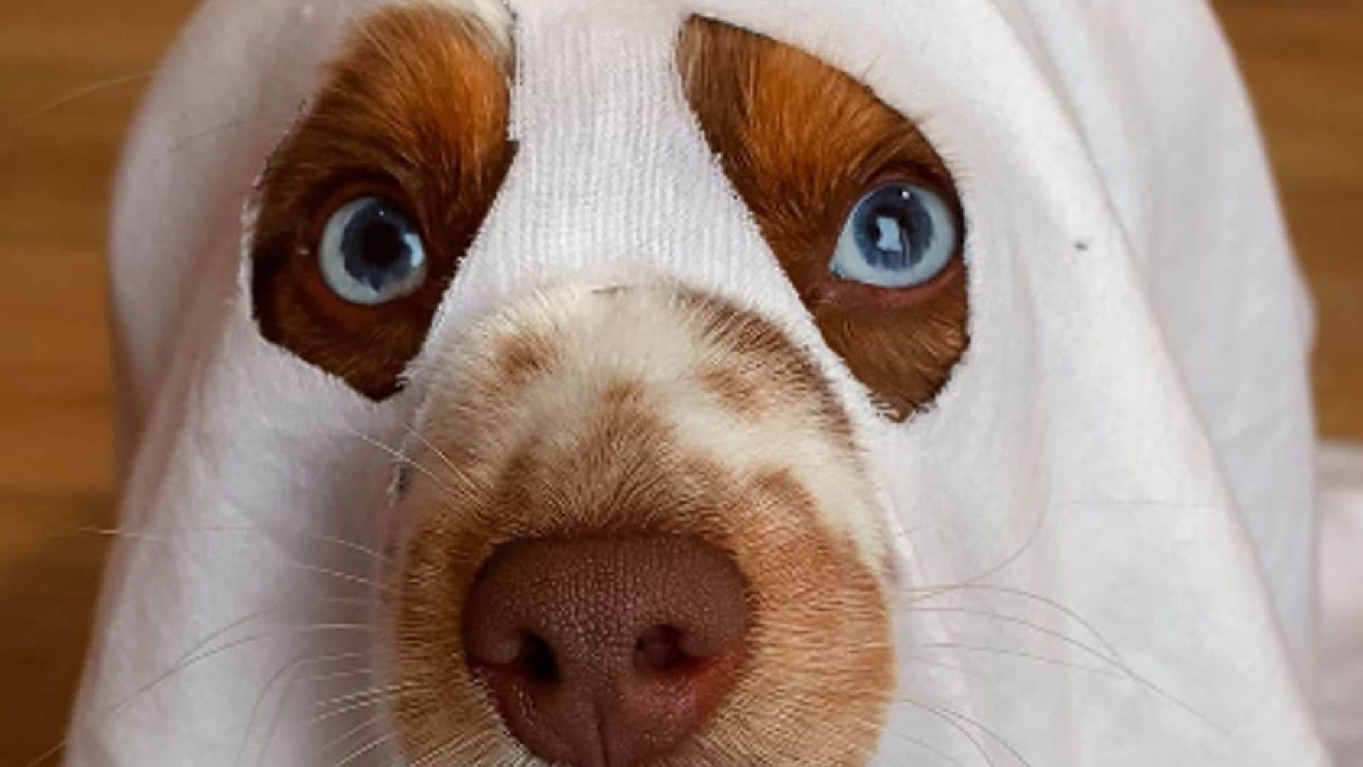 Pet of the week: This adorable dog is bringing the spooky vibes with the best Halloween costumes