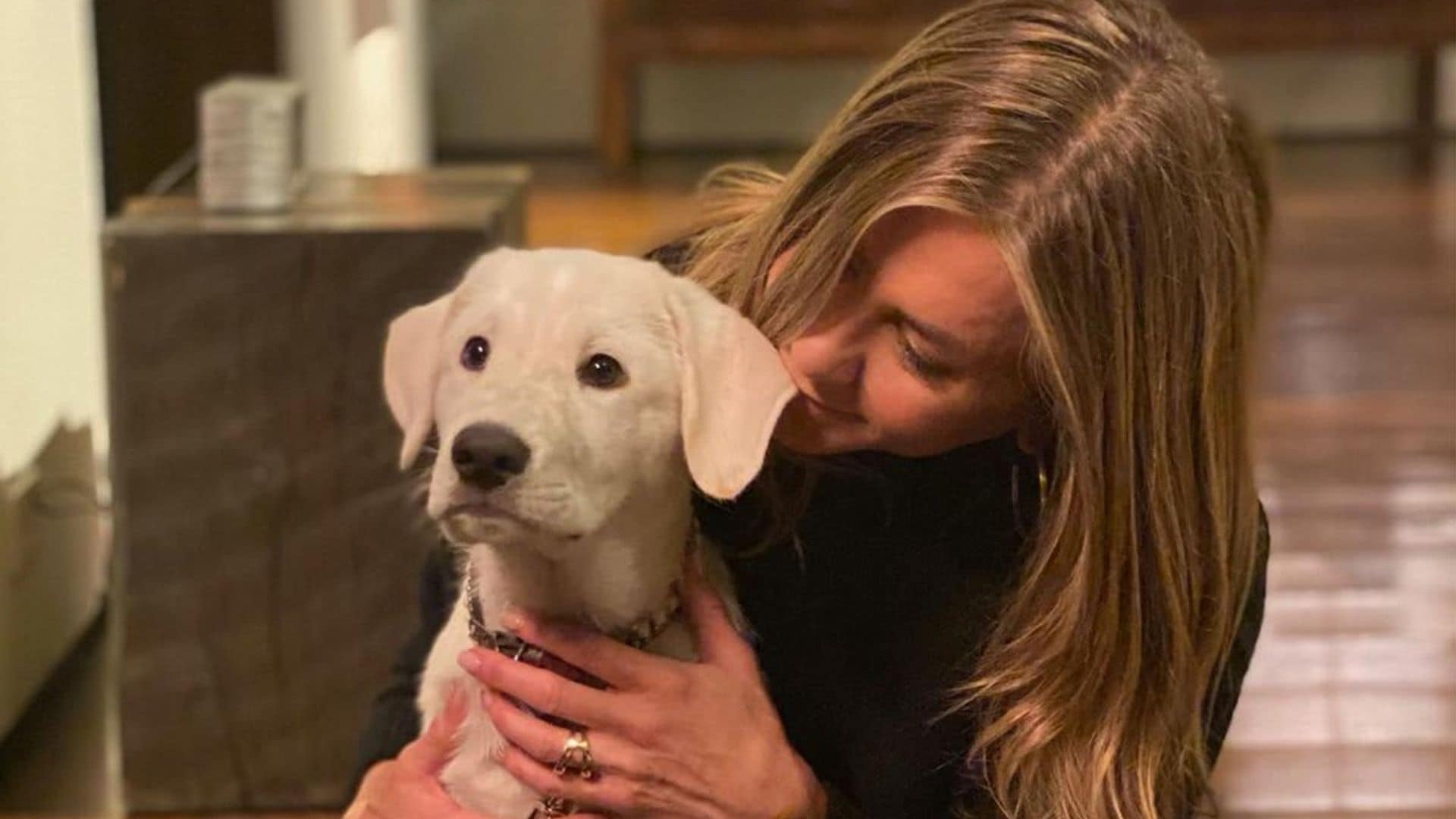 Jennifer Aniston’s dogs throw their own adorable mini Christmas ‘rager’