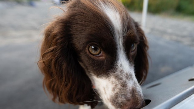 Species protection sniffer dogs at Deutsche Bahn