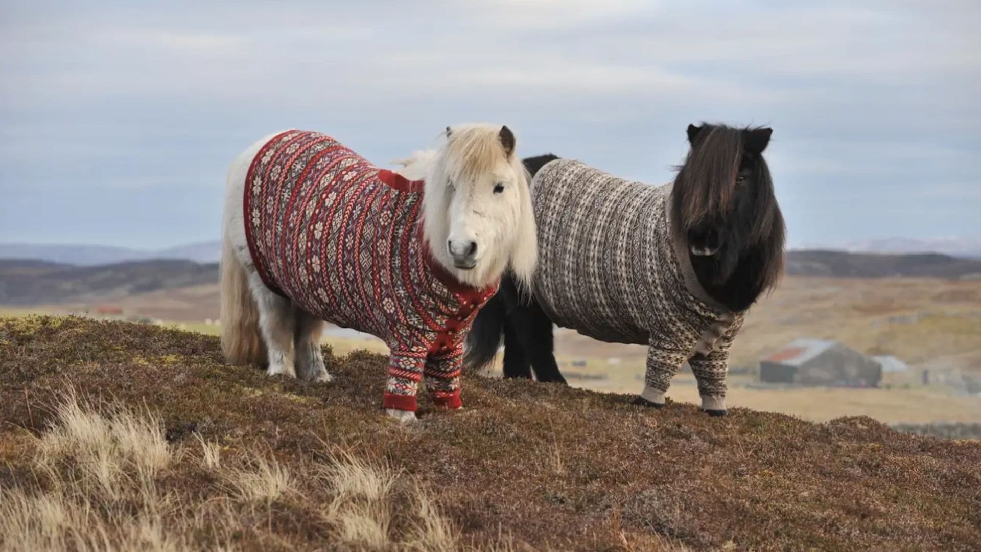 Pet of the week: Meet Scotland's Shetland ponies wearing knitted sweaters