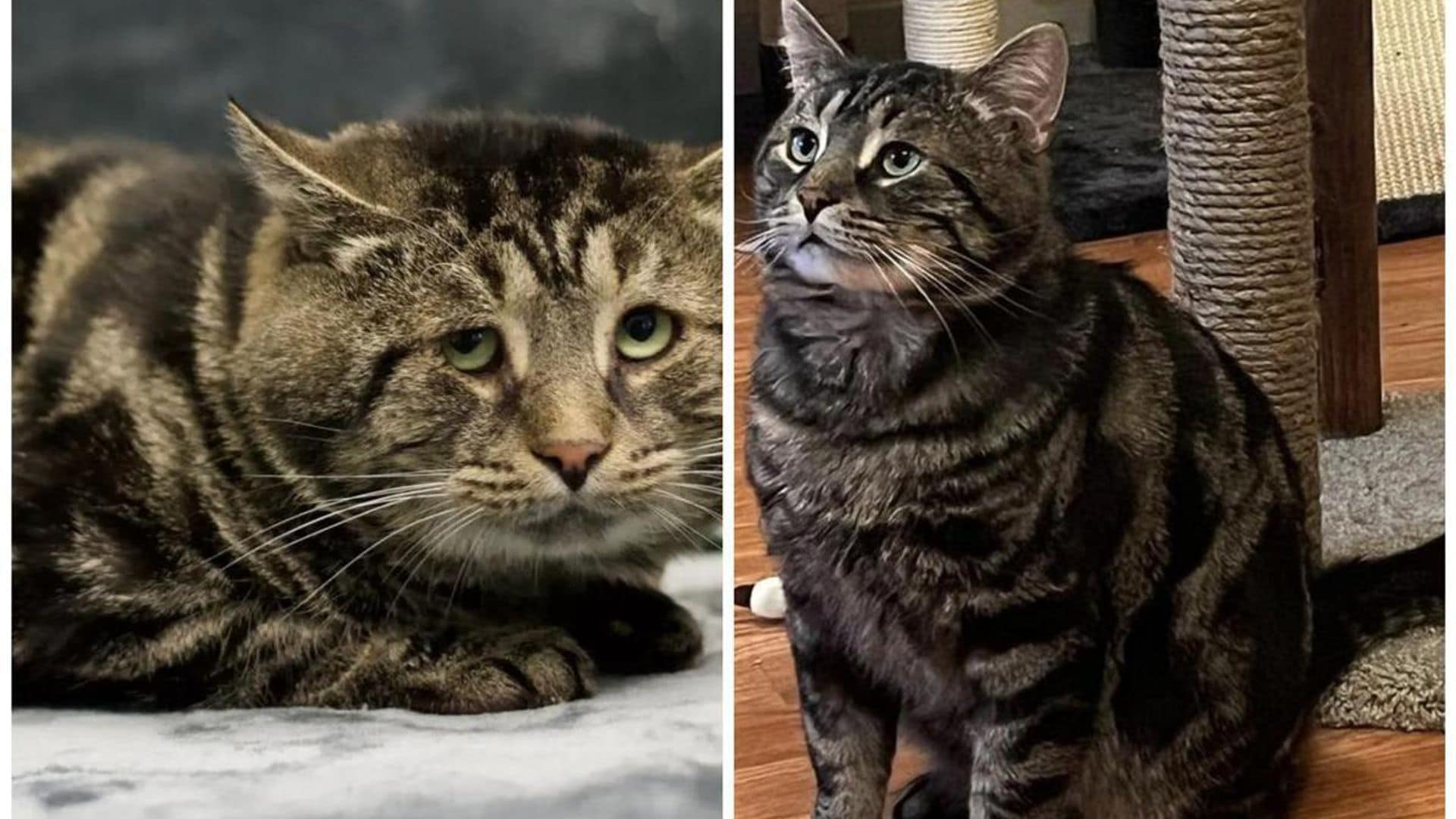 Pet of the week: See this cat’s incredible transformation after adoption