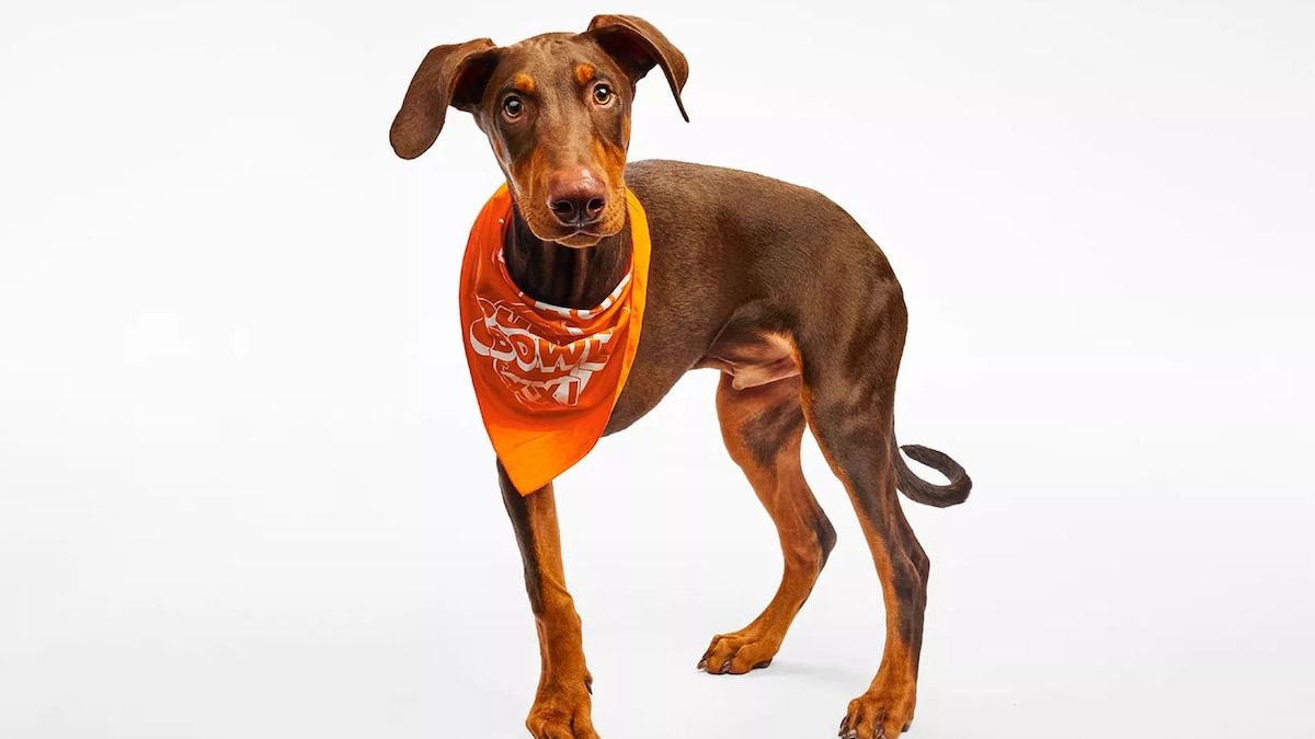 Meet the eleven adoptable special needs dogs competing in the 2025 Puppy Bowl