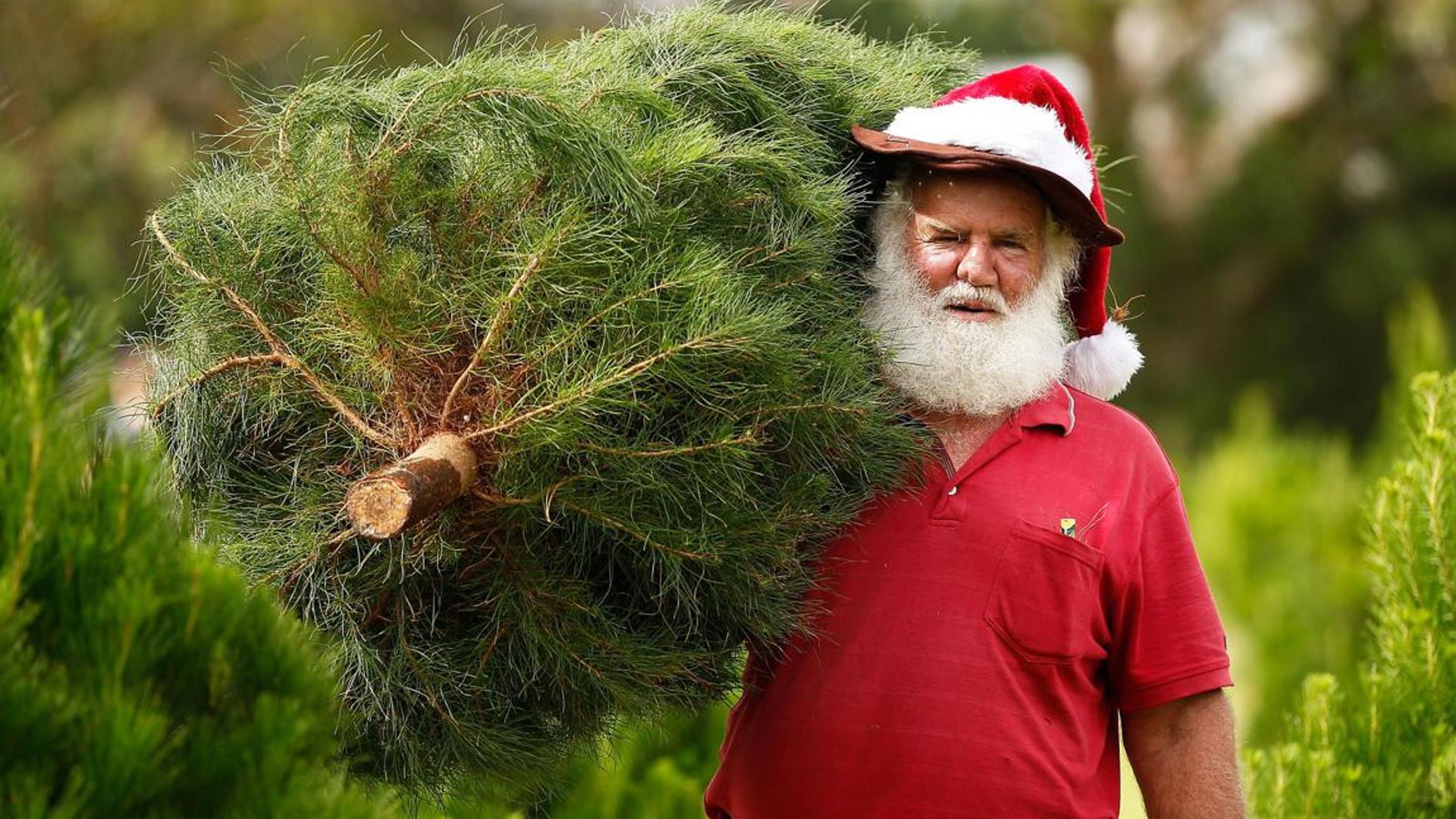 5 eco-friendly ways to dispose your Christmas trees