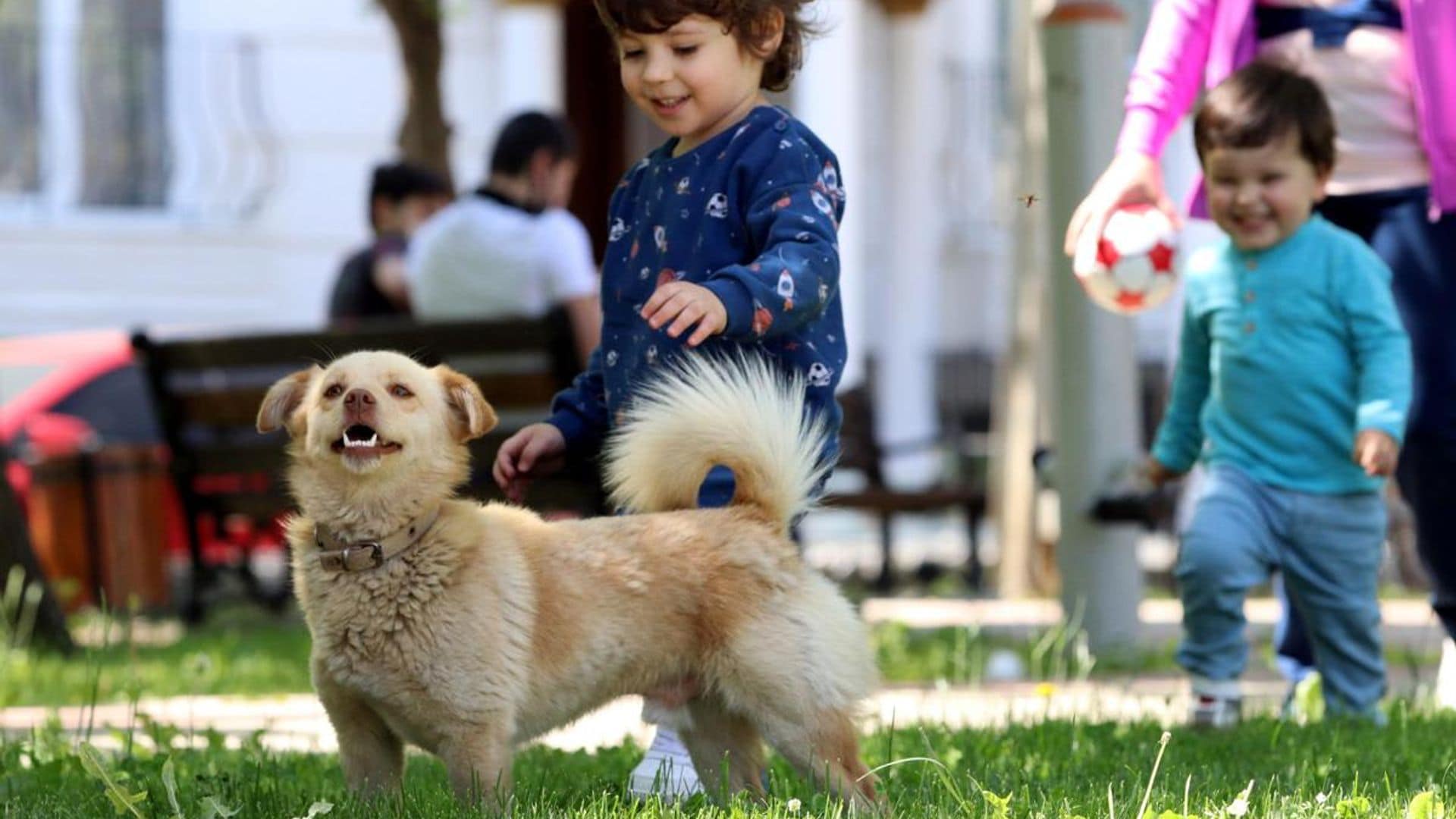 Top 10 best dog friendly cities in the United States: Is your city on the list?