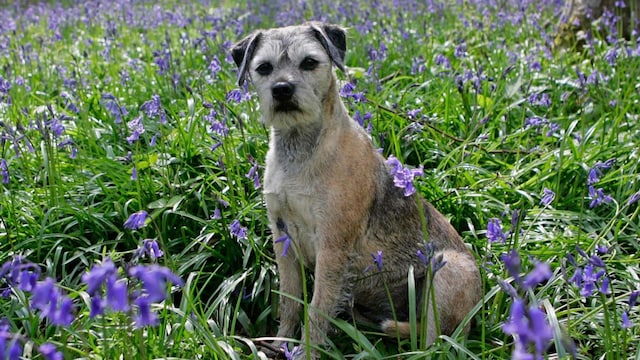 Border Terrier Dog in Bluebell Field, UK