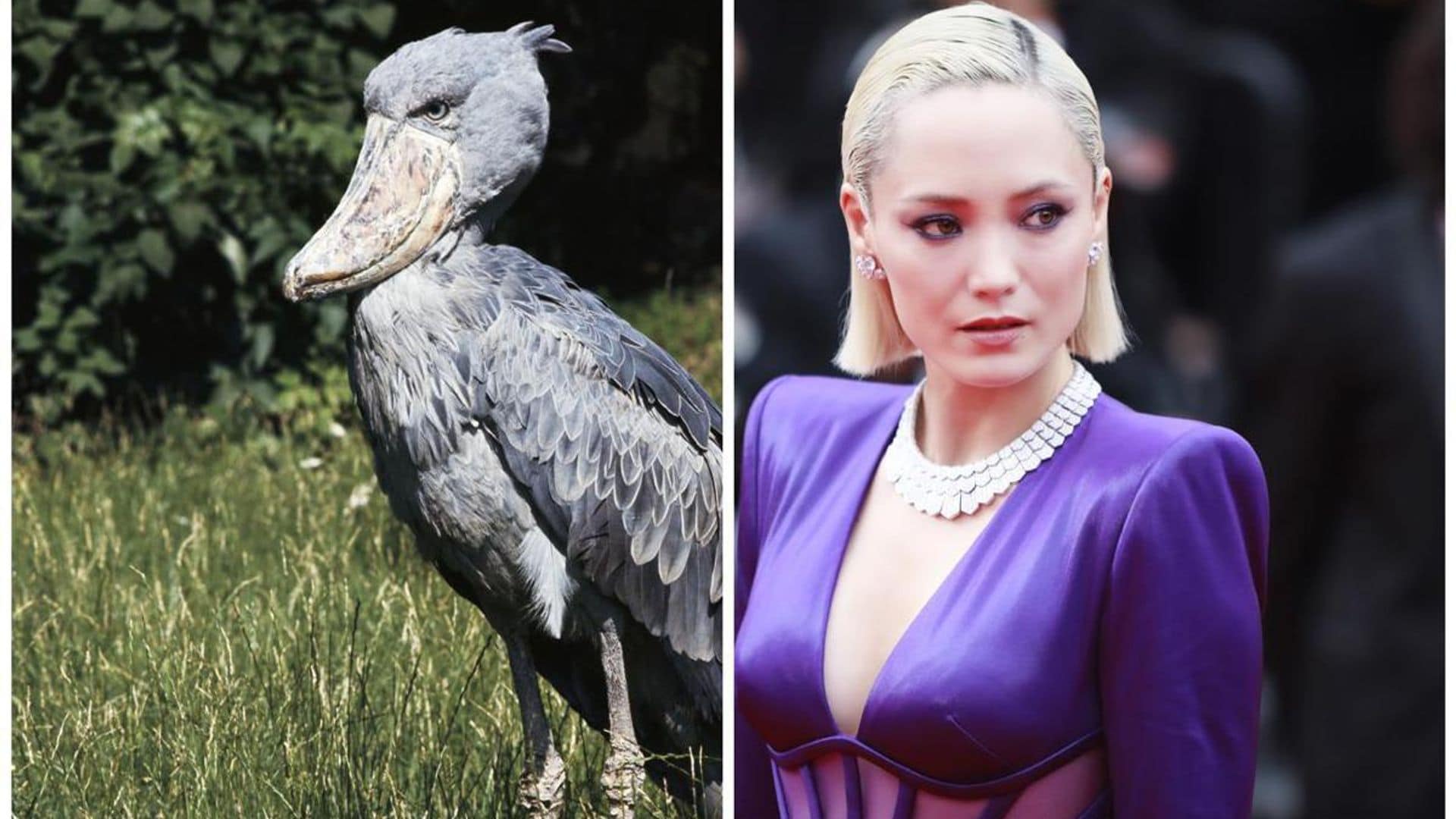 ‘Guardians of the Galaxy’ star Pom Klementieff was inspired by this bird to play ‘Mission Impossible’ role