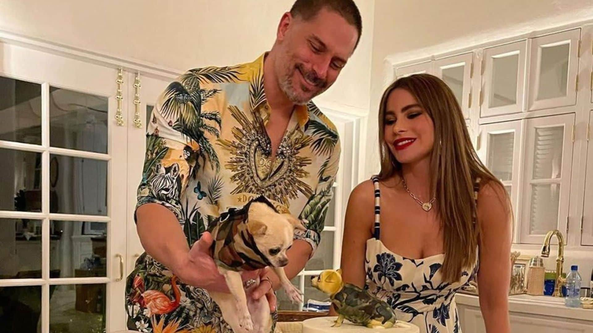 Joe Manganiello gushes over Sofia Vergara and their dog Bubbles