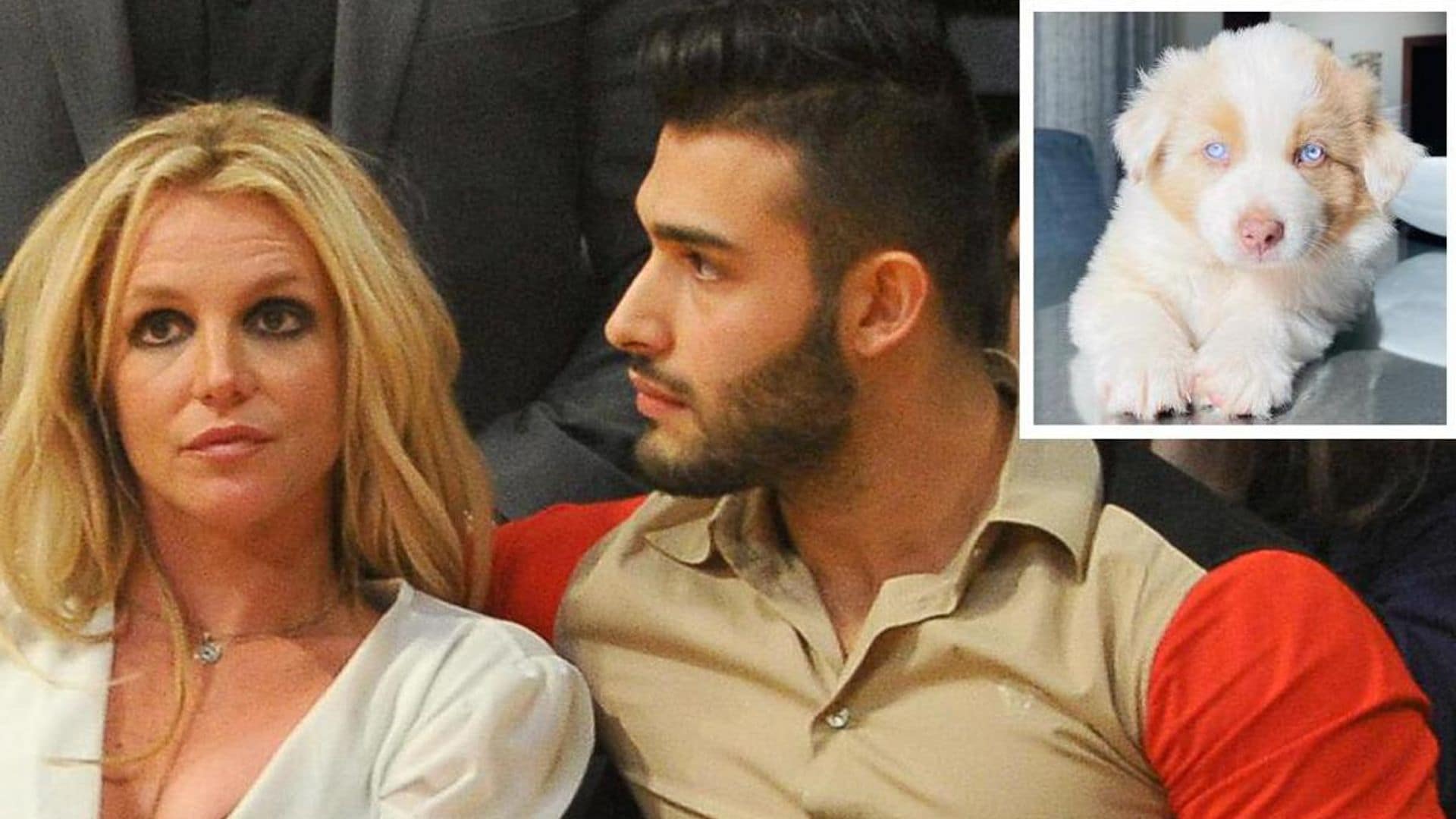 Britney Spears and Sam Asghari’s dogs are reportedly the most ‘difficult’ asset in divorce