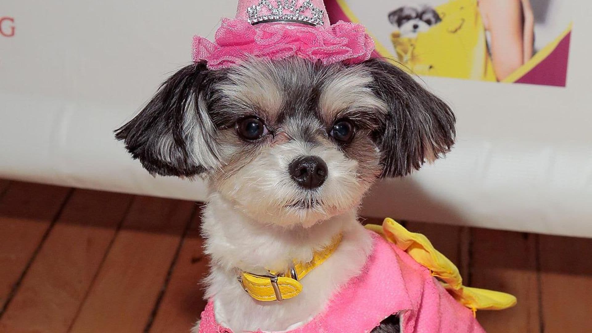 Pet of the week: Watch this dog’s adorable reaction to surprise birthday party
