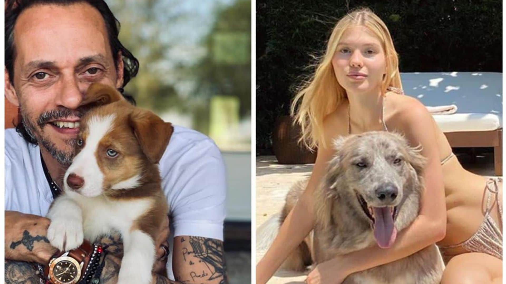 Marc Anthony’s pup Gigi, Cristina Iglesias’ ‘best friend’ and more stars self-isolating with the cutest celebrity pets