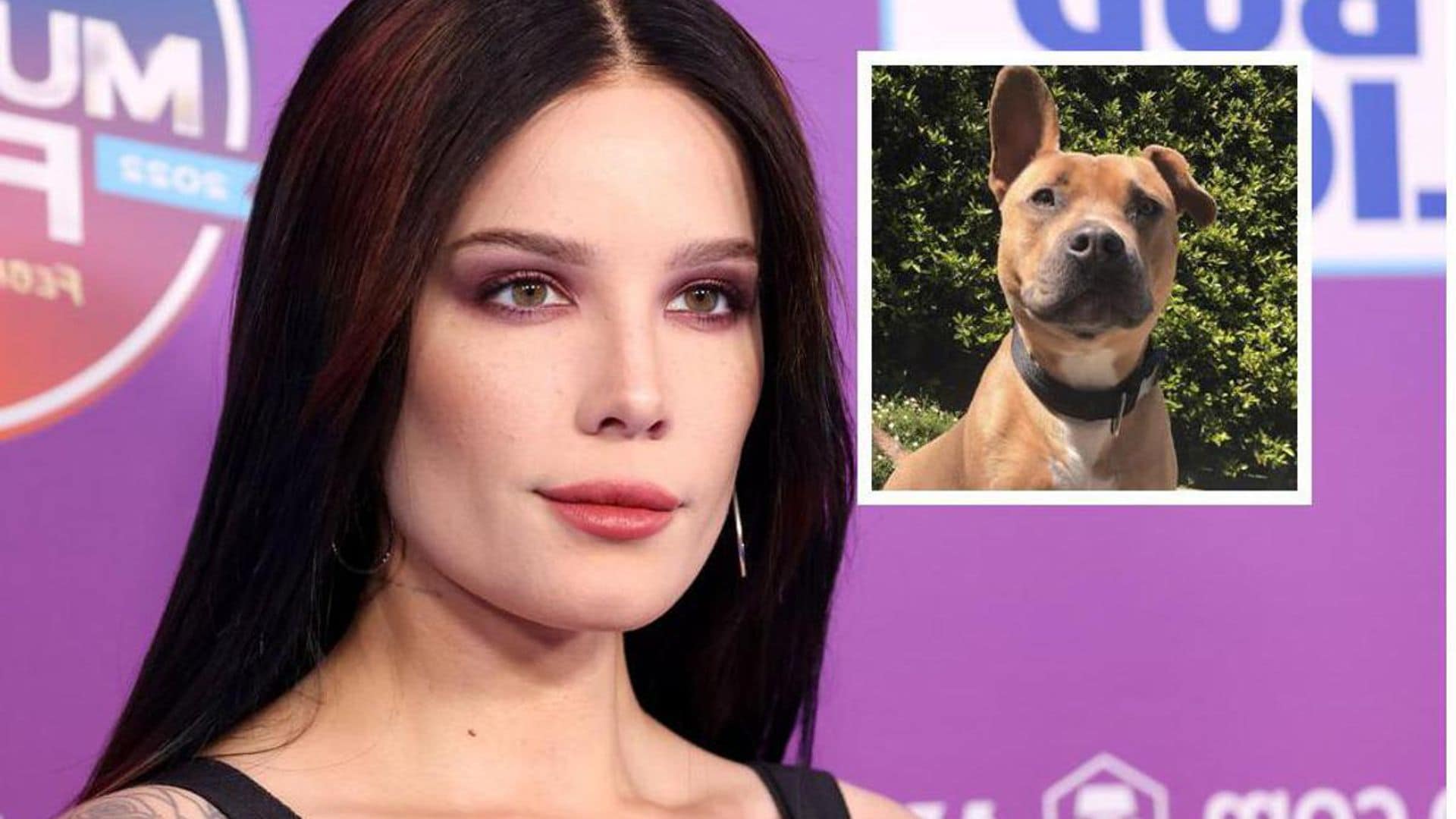 Halsey mourns death of dog in heartbreaking message: ‘I knew it would hurt and I feared it immensely’